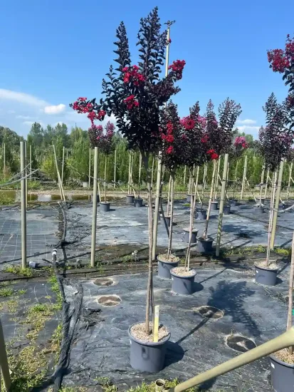 Lilas des indes 'Red hot'