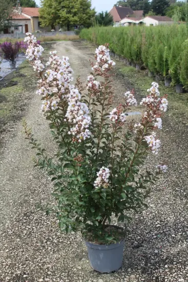 Lilas des indes 'Papillons blancs'