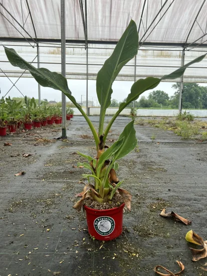 Bananier lotus d'or — Pot 4L
