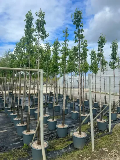 Poirier d'ornement de chine 'Chanticleer' — Pot 30L Tige 8/10