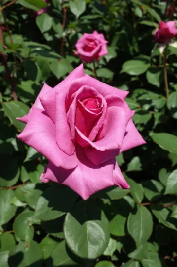 Rosier 'Parfum royal' (Rosa hybrida)