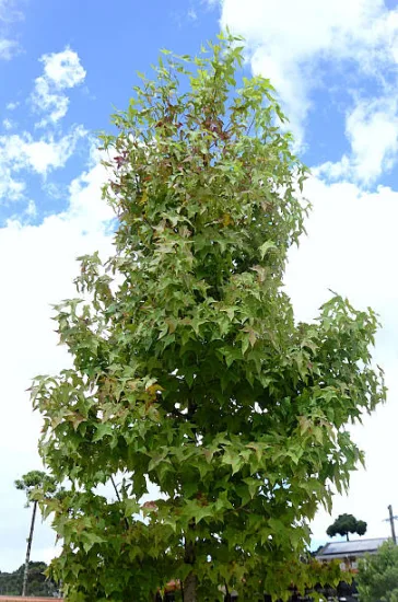 Copalme d'amérique 'Silver king'