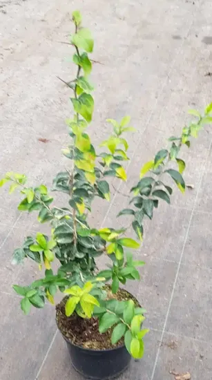 Pomme caffre