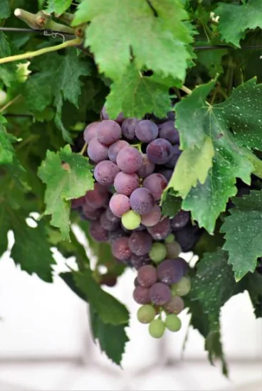 Vigne 'De table muscat de hambourg'