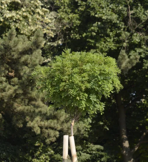 Robinier faux-acacia 'Umbraculifera'