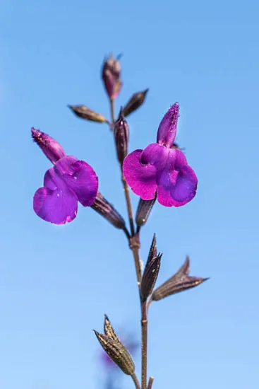 Sauge 'Amethyst lips'