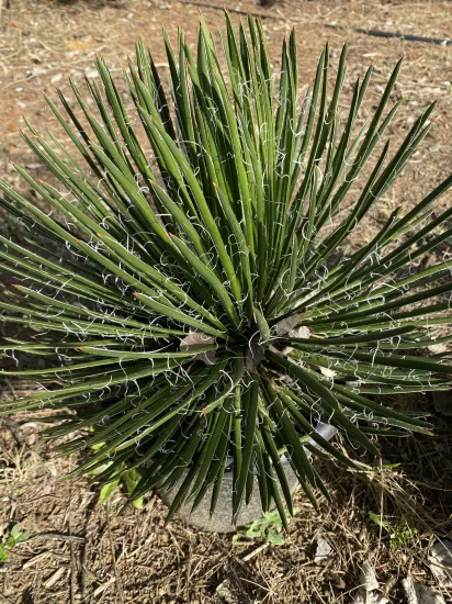 Agave geminiflora — Pot 10L