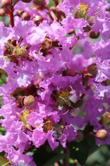 Lilas des indes 'Souvenir d'hubert puard'