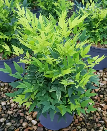 Bambou sacré 'Lemon and lime' (Nandina domestica) — arbuste au feuillage vert clair en pot de pépinière · Pot 3L Touffe