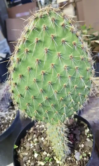 Cactée 'Kurt' (Opuntia) — rameau plat vert couvert d'épines fines · Pot 2.5L
