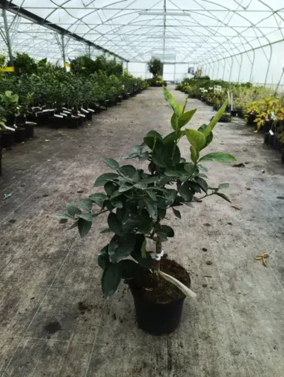 Citron vert (Citrus latifolia) — jeune agrume greffé en pot de culture · Pot 5L Tige