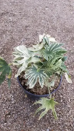 Aralia du japon 'Spider's web'
