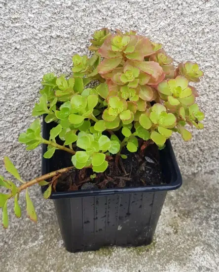 Orpin/sedum bâtard (Sedum spurium) — jeune plante succulente en pot plastique noir · Godet
