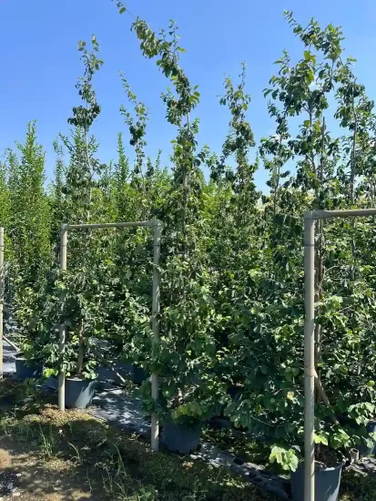 Parrotie de perse (Parrotia persica) — alignement de grands arbres conduits en palissage · Pot 30L