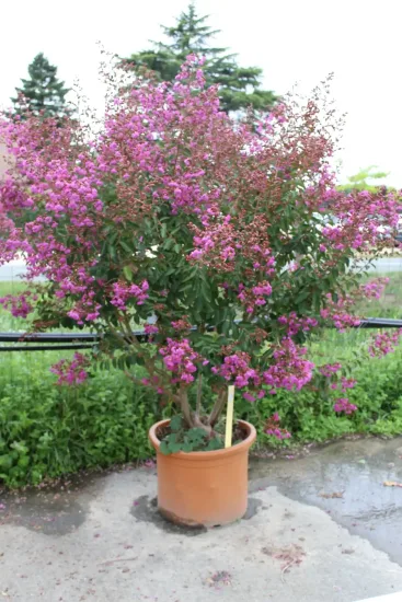 Lilas des indes 'Terre chinoise' (Lagerstroemia indica) — photo 2