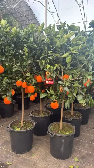 Oranger 'Sanguine' — Pot 35L Tige