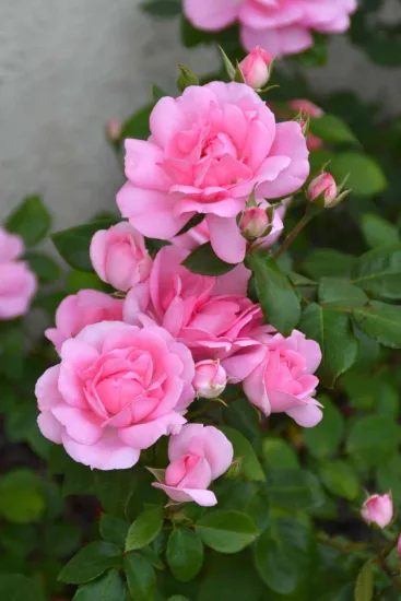 Rosier 'Centenaire de lourdes rose '