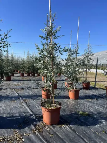 Eucalyptus à feuilles rondes 'Sylverana' — Pot 4L