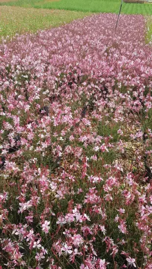 Gaura 'Siskiyou pink'