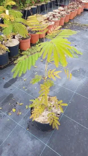 Arbre à soie Ombrella boubri (Albizia) — jeune arbre léger en pot de pépinière · Pot 3L Baliveau