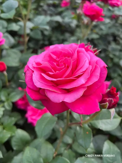 Rosier 'Crazy pink voluptia'
