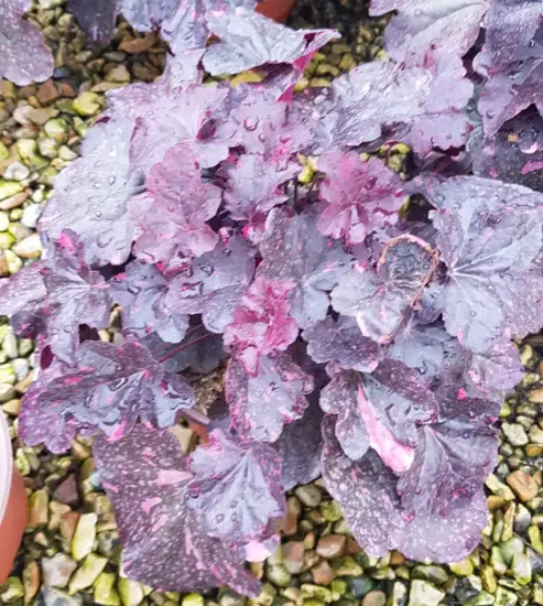 Heuchères 'Midnight rose selec' — Pot 3L