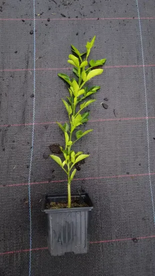 Citrumelo sacaton 'Sacaton' (Citrus paradisi × Poncirus trifoliata) — jeune plant dressé en pot de pépinière · Godet