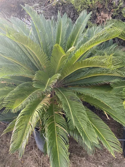 Cycas du Japon — Pot 90L