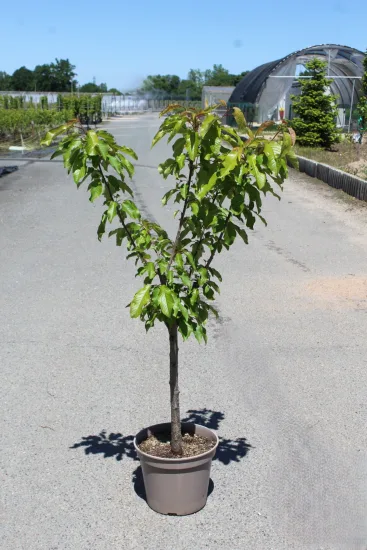 Cerisier 'Reverchon bio' — Pot 12L Gobelet