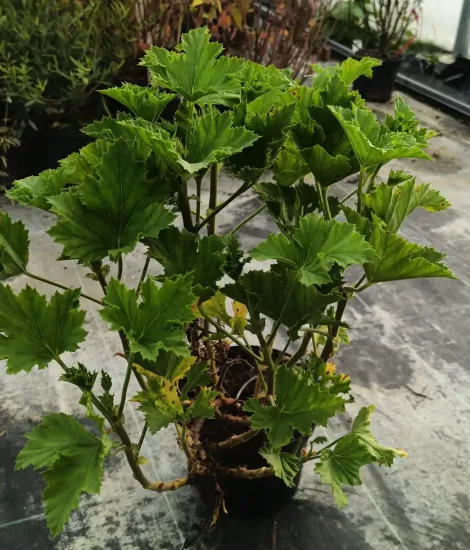 Géranium des fleuristes 'New gipsy' (Pelargonium domesticum) — plante buissonnante au feuillage vert denté · Pot 3L