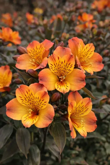Alstrœmères 'Indian summer®'