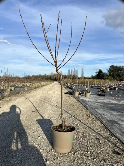 Pêcher 'Grosse mignonne ' — Pot 12L Gobelet