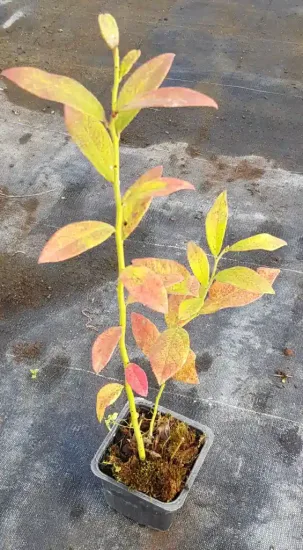Myrtille arbustive 'Blue crop'