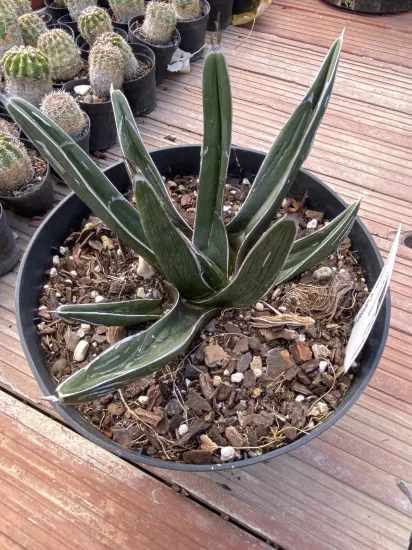 Agave  pintilla — Pot 2L