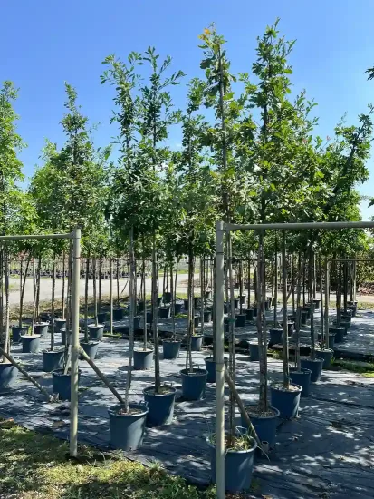 Chêne sessile (Quercus petraea) — alignement de jeunes arbres en pots de pépinière · Pot 30L Tige 10/12