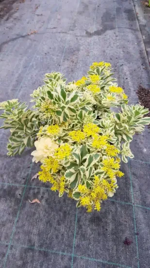 Orpin panaché à fleur jaune 'Atlantis®' (Sedum takesimense) — plante touffue à feuillage panaché et fleurs jaunes · Pot 3L
