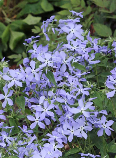 Dentelaire du Cap bleu