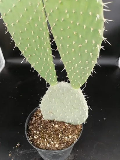 Figuier de barbarie 'Xoconostle'