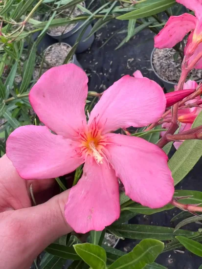 Laurier rose 'Emma schneider' (Nerium oleander) — gros plan de grande fleur rose tenue à la main