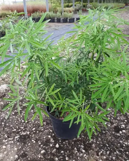 Oranger du mexique 'Aztec pearl' (Choisya ternata) — jeune arbuste au feuillage fin en pot noir · Pot 8L