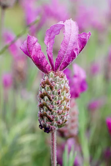 Lavande papillon 'Willowvale'