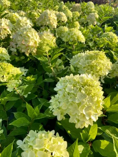 Hortensia paniculé 'Little lime'