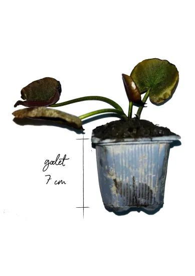 Nénuphar 'Rouge' — Godet