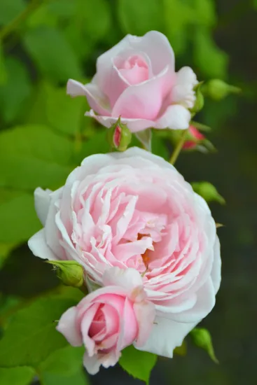 Rosier 'Nahema '