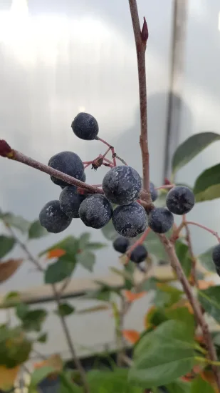 Aronie à gros fruit ' '