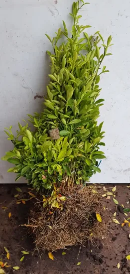 Citrange 'Carrizo' (Citrus sinensis) — jeunes plants liés en botte racines nues · Racine nue