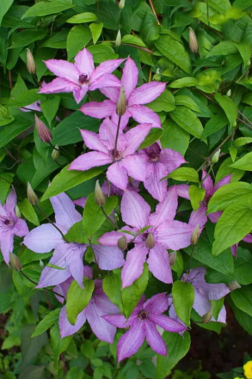 Clématite 'Sibyl'