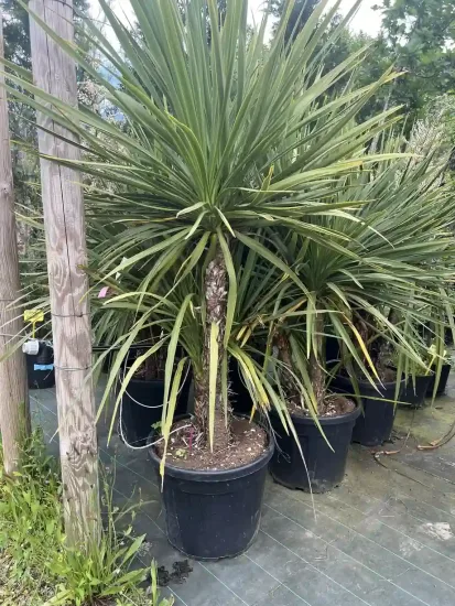 Cordyline — Pot 70L