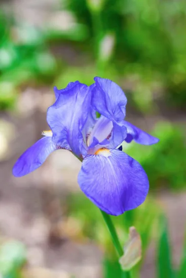 Iris nain 'Tinker bell bleu'