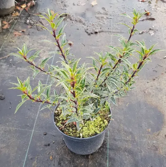 Houx commun 'Myrtifolia' (Ilex aquifolium) — jeune arbuste dressé en pot de culture · Pot 2.5L Touffe